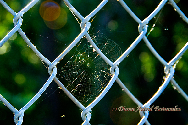 Web-and-Chain-Link-Fence